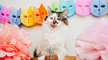 White Black Funny Cat In Colorful Masks Background Funny Cat HD wallpaper
