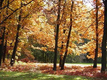 Landscape, Trees, Autumn HD wallpaper