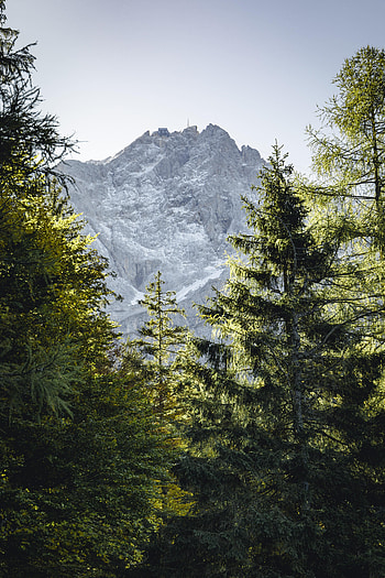 Nature, Mountains, Rocks, Branches, Fir, Spruce HD phone wallpaper