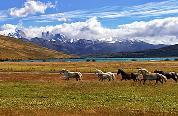 Scenic view of horses grazing near a mountain lake in Torres del Paine, Chile. HD wallpaper