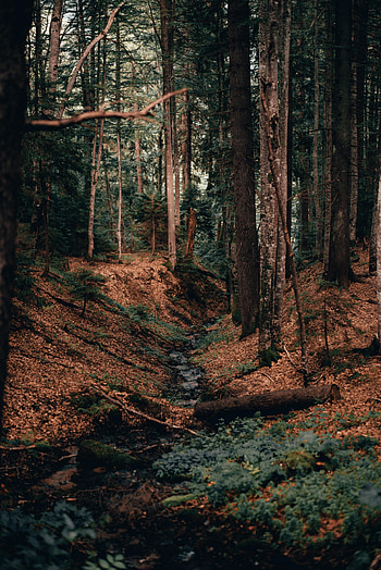 Nature, Rivers, Trees, Forest, Branches, Logs HD phone wallpaper