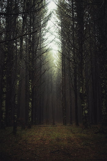 Enchanting misty forest with tall conifers and a serene pathway. HD phone wallpaper