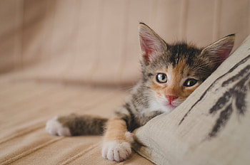 Kitten, pisica, animal, cute, cat, paw HD wallpaper