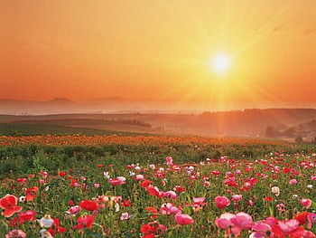 Flowering-Field, field, flower HD wallpaper
