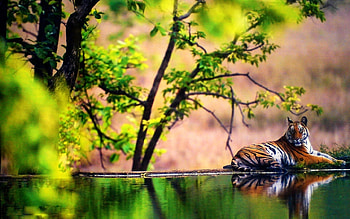 Animals, Tigers HD wallpaper