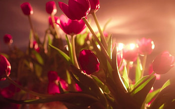 Lovely Flowers, soft, nature, flowers, light HD wallpaper