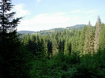 Landscape, Trees HD wallpaper