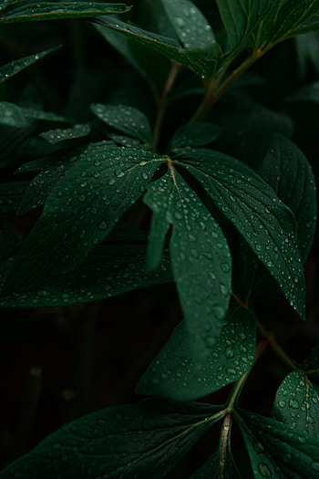 Droplets on leaves, drops, plant HD phone wallpaper