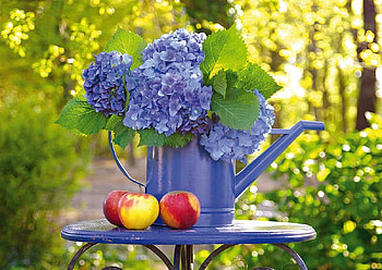 Hydrange and apples, blue, hydrangea, mar, summer, flower, red, fruit, apple, vara HD wallpaper