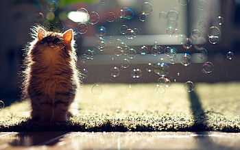 Animals, Cats HD wallpaper