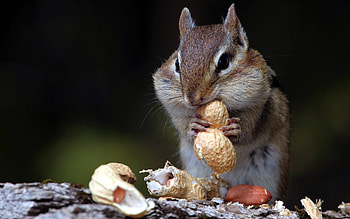 Chipmunk, Animals, , 51728 HD wallpaper
