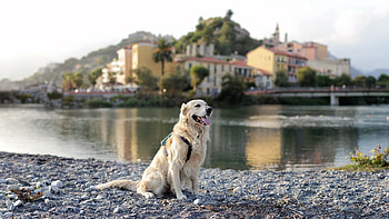 Animals, Rivers, City, Dog, Retriever HD wallpaper