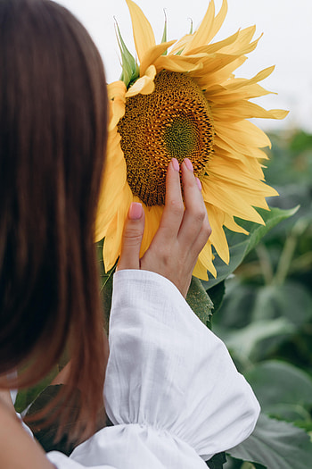 Flower, Hand, Miscellanea, Miscellaneous, Girl, Sunflower HD phone wallpaper