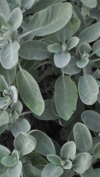 Aesthetic sage , Nature-inspired, Serene green, High-definition HD phone wallpaper