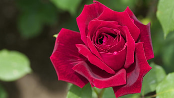 Plants, Flowers, Roses HD wallpaper