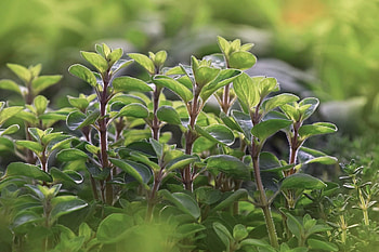 Growing marjoram, Quick and dirty, Guide spiceography HD wallpaper