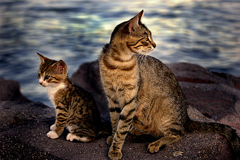 Mother and son, cats, cute, narure, animals HD wallpaper