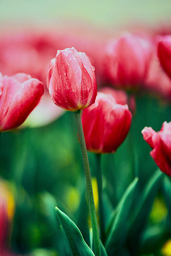 Flowers, Flower, Flower Bed, Flowerbed, Tulip HD phone wallpaper