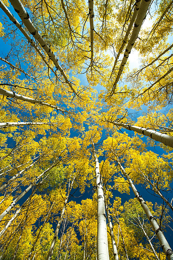 Nature, Trees, Birches, Top, Forest, Crown, Tops, Bottom View, Crowns HD phone wallpaper