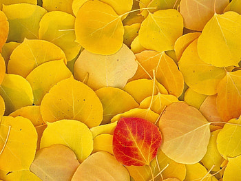 Background, Autumn, Leaves HD wallpaper