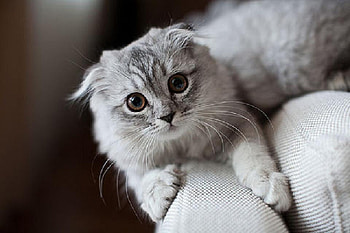 cute kitty, animal, kitten, gray, kitty, cats, cute, nice HD wallpaper