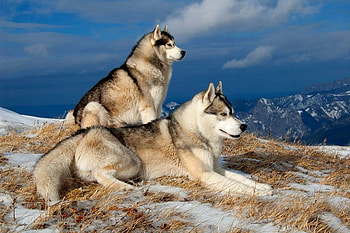 Couple, Siberian Huskies HD wallpaper