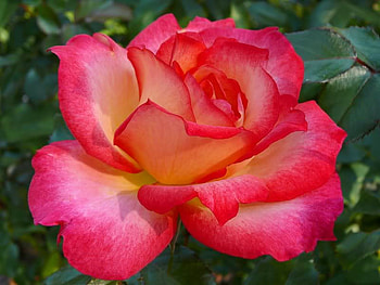 Floribunda Rose, rose, pink, petals, yellow HD wallpaper