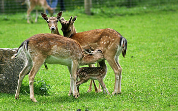 Animals, Food, Grass, Deers, Field, Family, Care HD wallpaper