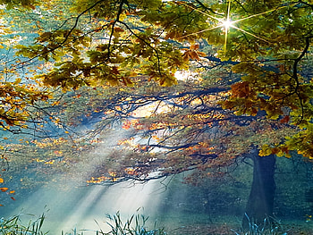 Beautiful oak, sunshine, oak, sunlight, trees, nature, forest HD wallpaper