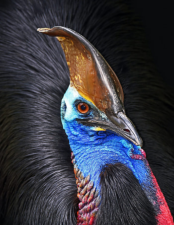 Unsuitable pets, Cassowary as a companion, Wildlife conservation perspective, Earth-friendly choices HD phone wallpaper