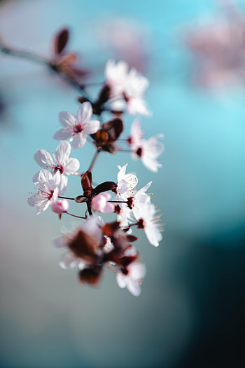 Flowers, Macro, Petals, Bloom, Flowering, Spring HD phone wallpaper