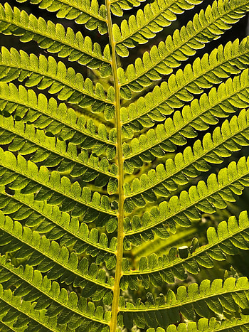 Leaves, Plant, Macro, Fern, Branch HD phone wallpaper