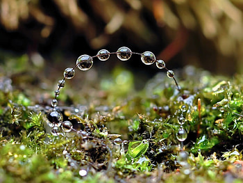 Grass, Drops, Macro, Spray, Form HD wallpaper