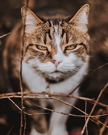 Animals, Cat, Muzzle, Smile, Sight, Opinion, Nice, Sweetheart HD phone wallpaper