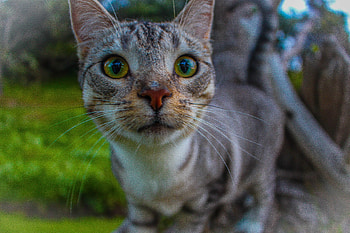 Curious Kitty, kitten, exploring, cat, curious, close up HD wallpaper
