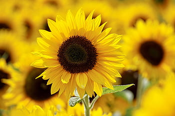 Close-up of a bright sunflower in a sunlit field, showcasing vibrant yellow petals and lush growth. HD wallpaper