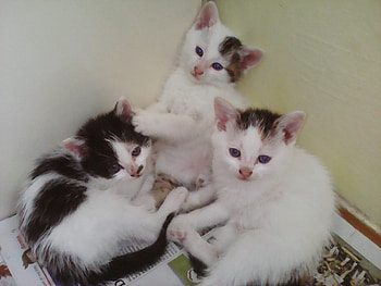 kittens, sweet, cats, pretty HD wallpaper