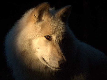 Just Looking, strong, beautiful, wolf, wild, alfa male HD wallpaper