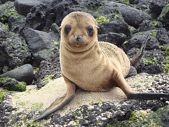 Animals, Sight, Opinion, Galapagos Islands, Sea Lion HD wallpaper
