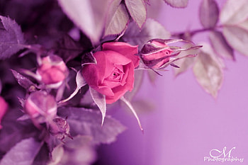 Pink Roses, pink, nature, flowers, roses HD wallpaper