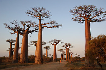Baobab trees, unusual, trees, nature, tall, park, famous, baobab HD wallpaper