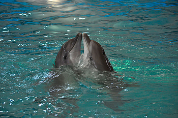 Dolphin, Animal, Bottlenose Dolphin HD wallpaper