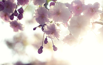 White Cherry Blossom Screen . HD wallpaper