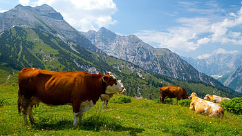 Cows in the Alps, Cows, Mountains, Grass, Trees HD wallpaper