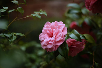 Camellia, Bud, Tenderness, Flower, Petals HD wallpaper