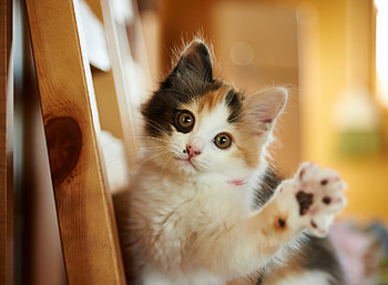 Hello!, pisica, sweet, kitten, cute, cat, paw HD wallpaper