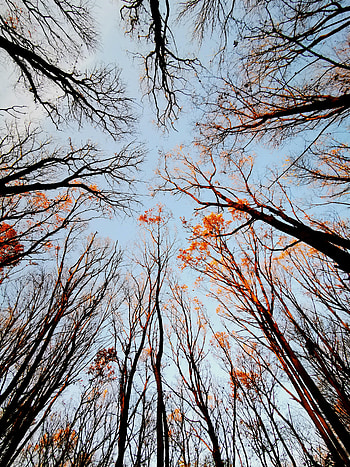 Nature, Trees, Sky, Forest, Branches, Bottom View HD phone wallpaper