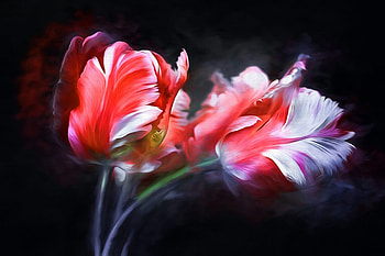 Tulips, Artwork, Flowers, Colorful HD wallpaper