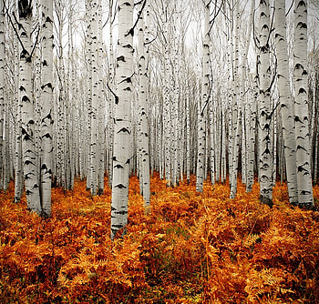 Aspen Forest, beautiful, leaves, orange HD wallpaper