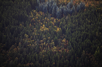 Green trees, forest, aerial view, peaks HD wallpaper